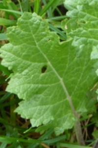 <i>Salvia verbenaca</i>