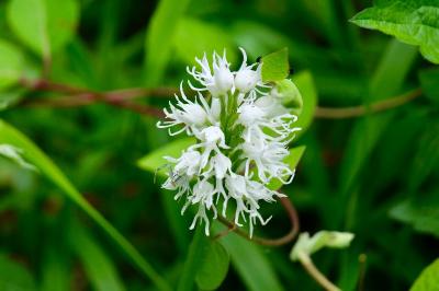 <i>Orchis simia</i>