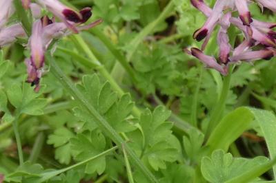 <i>Fumaria bastardii</i>