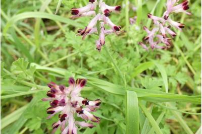 <i>Fumaria bastardii</i>