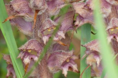 <i>Orobanche rapum-genistae</i>