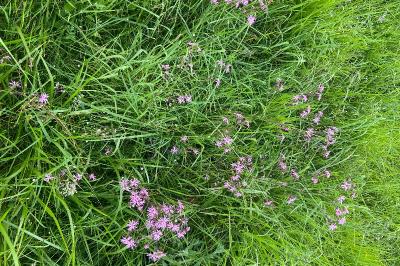 <i>Lychnis flos-cuculi</i>