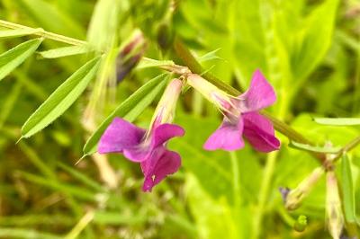 <i>Vicia sativa</i>