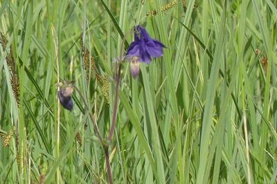 <i>Aquilegia vulgaris</i>