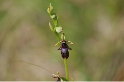 <i>Ophrys insectifera</i>