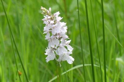 <i>Dactylorhiza maculata</i>
