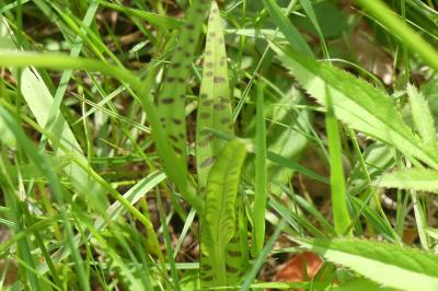 <i>Dactylorhiza maculata</i>
