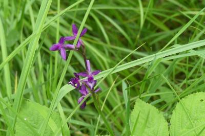 <i>Anacamptis laxiflora</i>