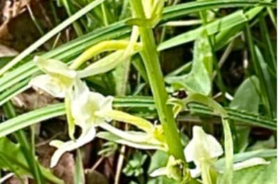 <i>Platanthera bifolia</i>