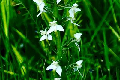 <i>Platanthera chlorantha</i>