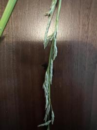 <i>Glyceria fluitans</i>