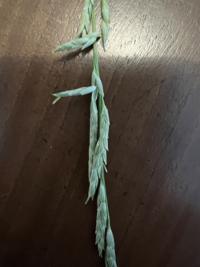 <i>Glyceria fluitans</i>