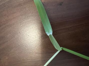 <i>Glyceria fluitans</i>