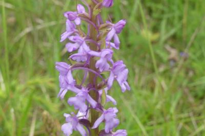 <i>Gymnadenia conopsea</i>