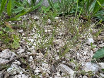 <i>Catapodium rigidum</i>