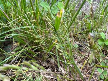 <i>Catapodium rigidum</i>