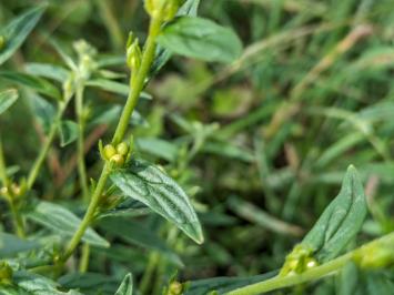 <i>Lithospermum officinale</i>