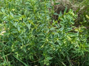 <i>Lithospermum officinale</i>