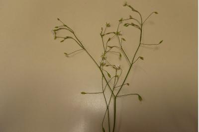 <i>Stellaria graminea</i>