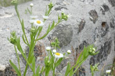 <i>Erigeron annuus</i>