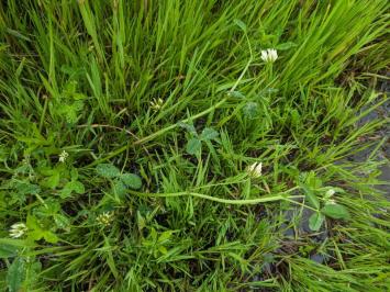 <i>Trifolium michelianum</i>