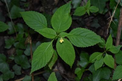 <i>Impatiens parviflora</i>