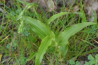 <i>Epipactis muelleri</i>