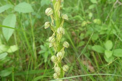 <i>Orchis anthropophora</i>