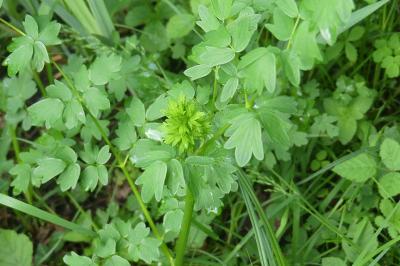 <i>Thalictrum flavum</i>