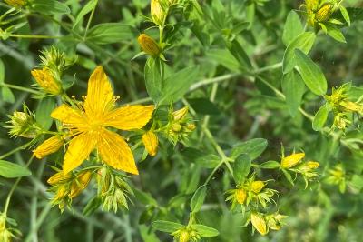 <i>Hypericum perforatum</i>