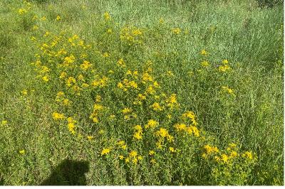<i>Hypericum perforatum</i>