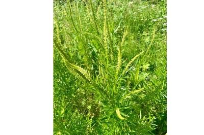 <i>Reseda luteola</i>