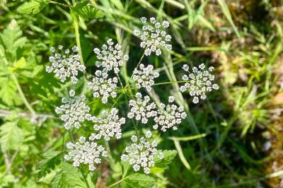<i>Anthriscus sylvestris</i>