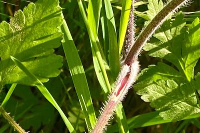 <i>Anthriscus sylvestris</i>