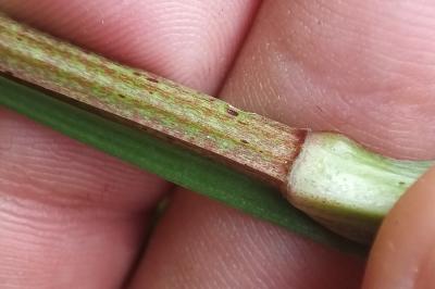 <i>Polygonatum odoratum</i>