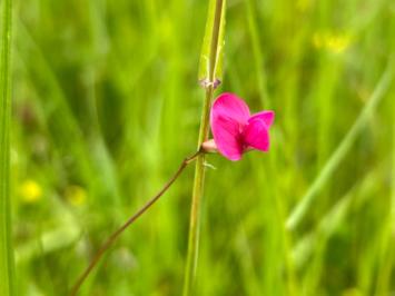 <i>Lathyrus nissolia</i>