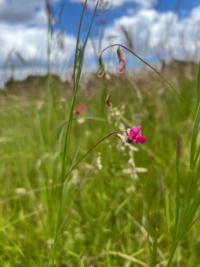 <i>Lathyrus nissolia</i>