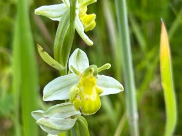 <i>Ophrys apifera</i>