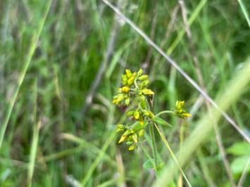 <i>Hypericum hirsutum</i>