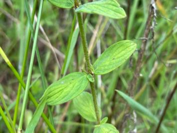 <i>Hypericum hirsutum</i>