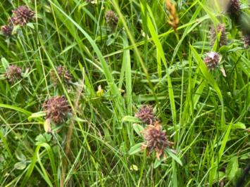 <i>Trifolium ochroleucon</i>