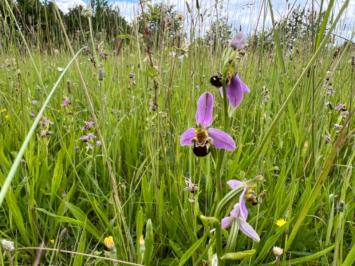 <i>Ophrys apifera</i>