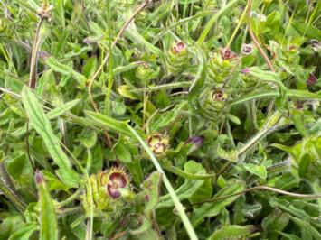 <i>Prunella laciniata</i>