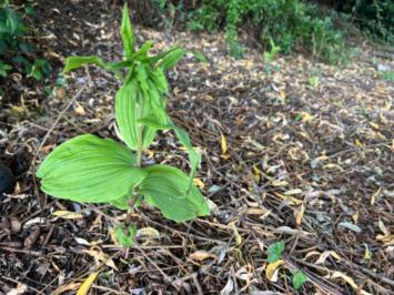 <i>Epipactis helleborine</i>