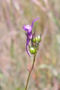 <i>Linaria pelisseriana</i>