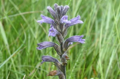 <i>Phelipanche purpurea</i>