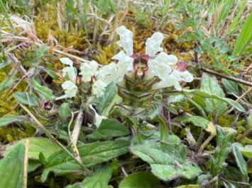 <i>Prunella laciniata</i>