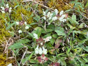 <i>Prunella laciniata</i>