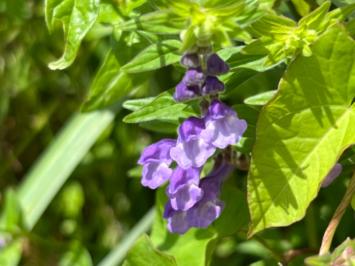<i>Scutellaria hastifolia</i>