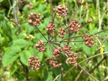 <i>Angelica sylvestris</i>
